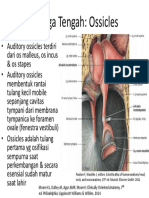 Ossicles