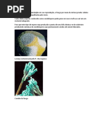 reproducao esporulacao.docx