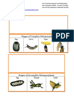 Science Metamorphosis Stages booklets