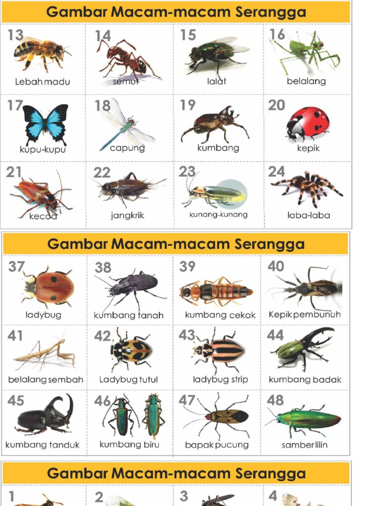 Macam Macam Serangga Pdf