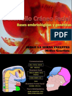 Embriogenetica Craneofacial