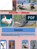 All Poultry
