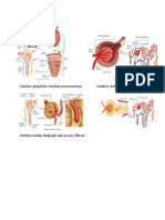 Gambar struktur ginjal dan filtrasi