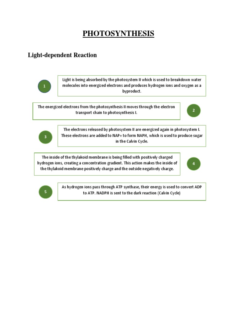 Photosynthesis Process Explained | PDF | Wellness