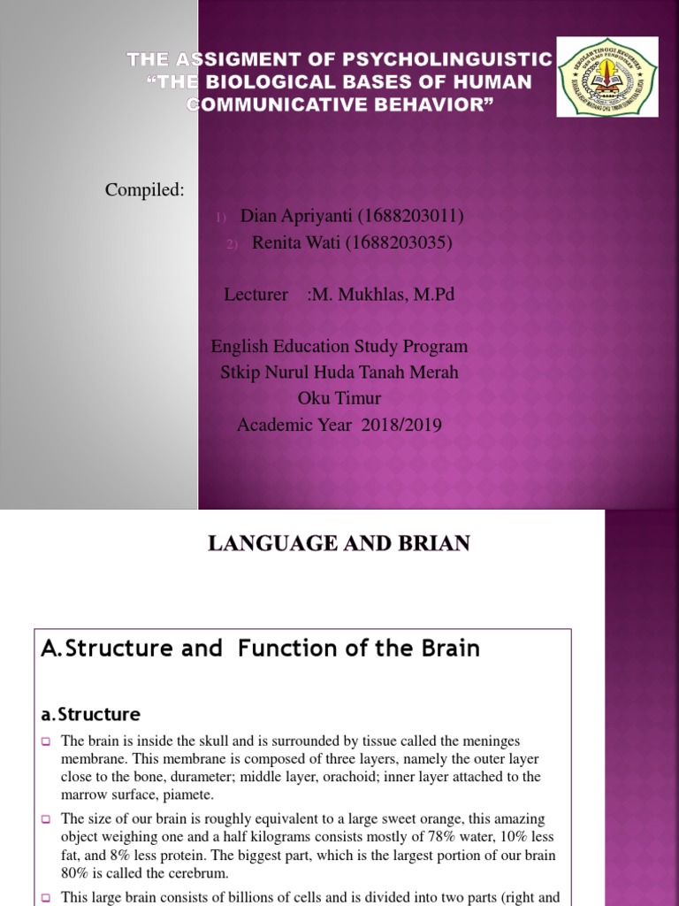 Functions of the Human Brain Explained | PDF | Lateralization Of Brain ...