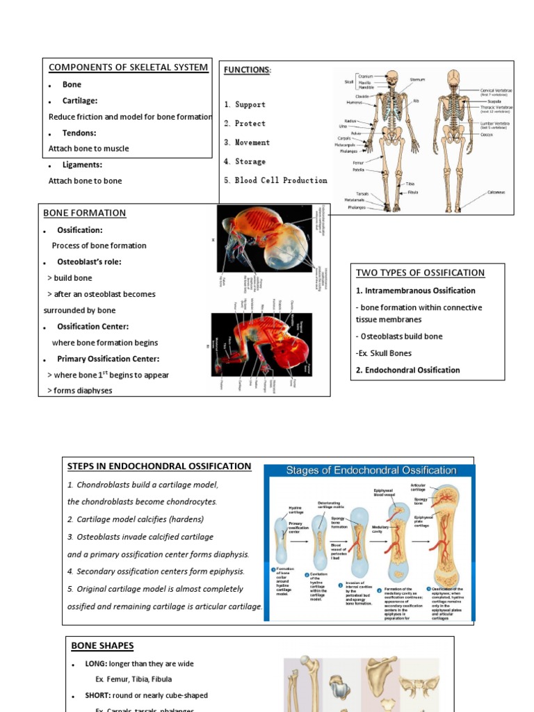 Components of Skeletal System | PDF | Bone | Musculoskeletal System