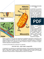 Respiracion de Los Seres Vivos