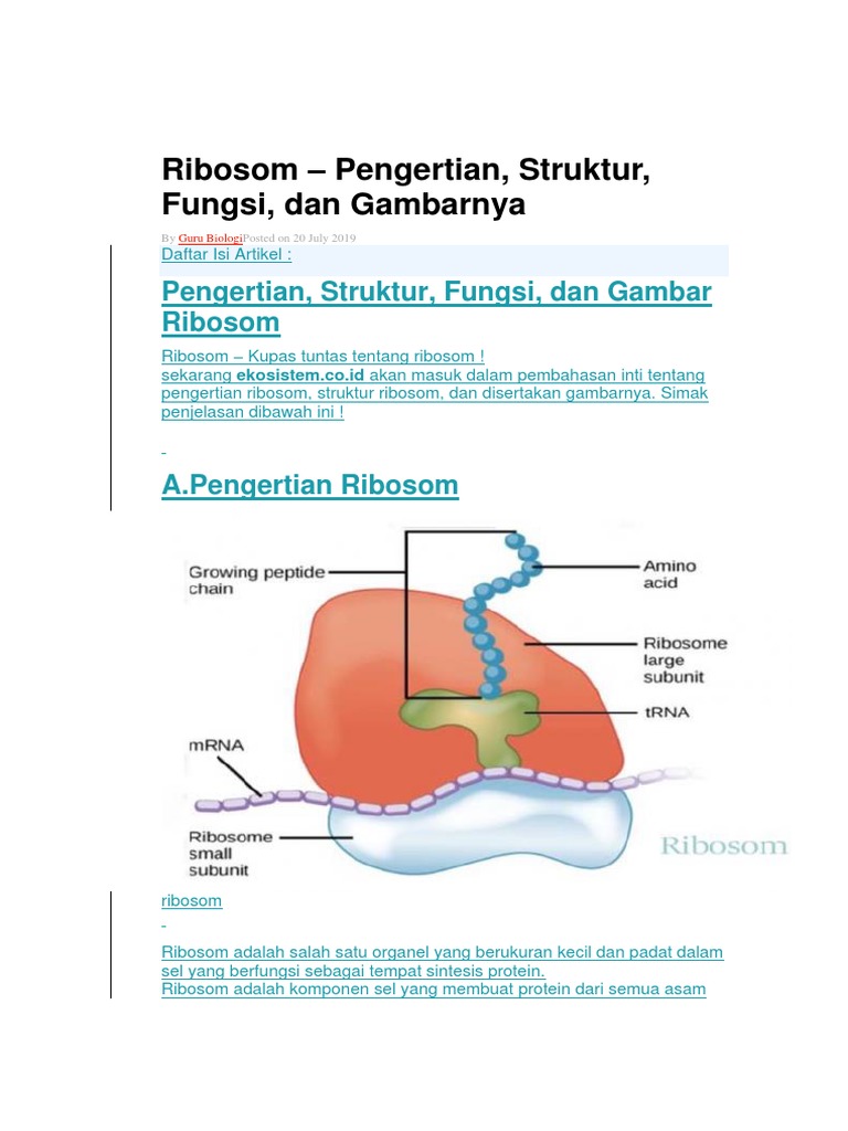 Struktur dan Fungsi Ribosom Sel | PDF