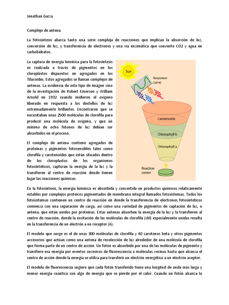 Complejo Antena PDF Clorofila Fotosíntesis