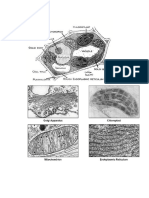 Diagrams of Biology New Microsoft Word Document