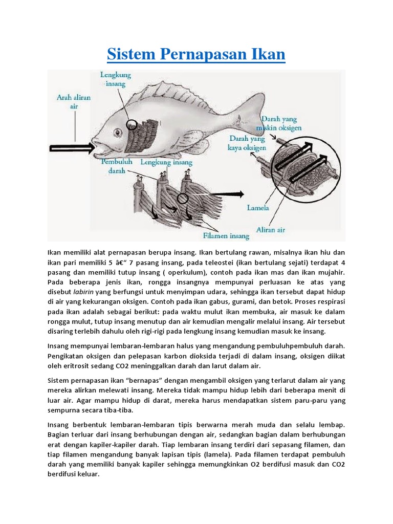 Sistem Pernapasan Ikan Pdf