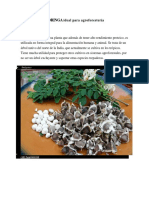 CULTIVO DE MORINGA Ideal para Agroforestería