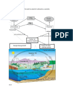 Circuitul În Natură Al Carbonului Și Azotului