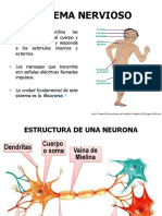 Bases de Una Coordinacion Nerviosa