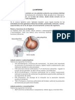 La hipófisis, glándula maestra del organismo