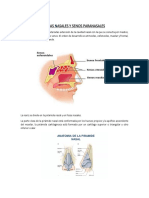 372995235-Anatomia-y-fisiologia-de-Otorrinolaringologia.docx