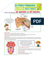 El Oído El Gusto y El Tacto para Tercero de Primaria