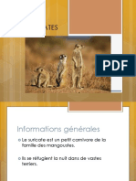 Les Suricates