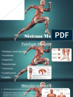 Exposicion Sistema Muscular