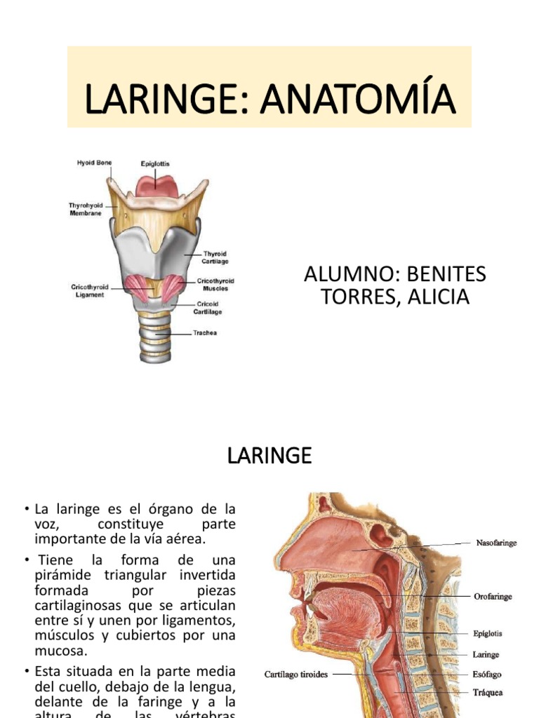 anatom-a-de-la-laringe-y-sus-cart-lagos-pdf-laringe-garganta-humana