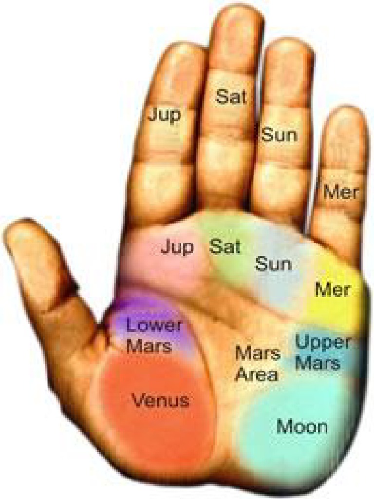 Magic Palm | PDF
