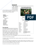 Couroupita_guianensis.pdf