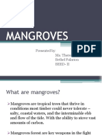 11 Facts About Mangroves