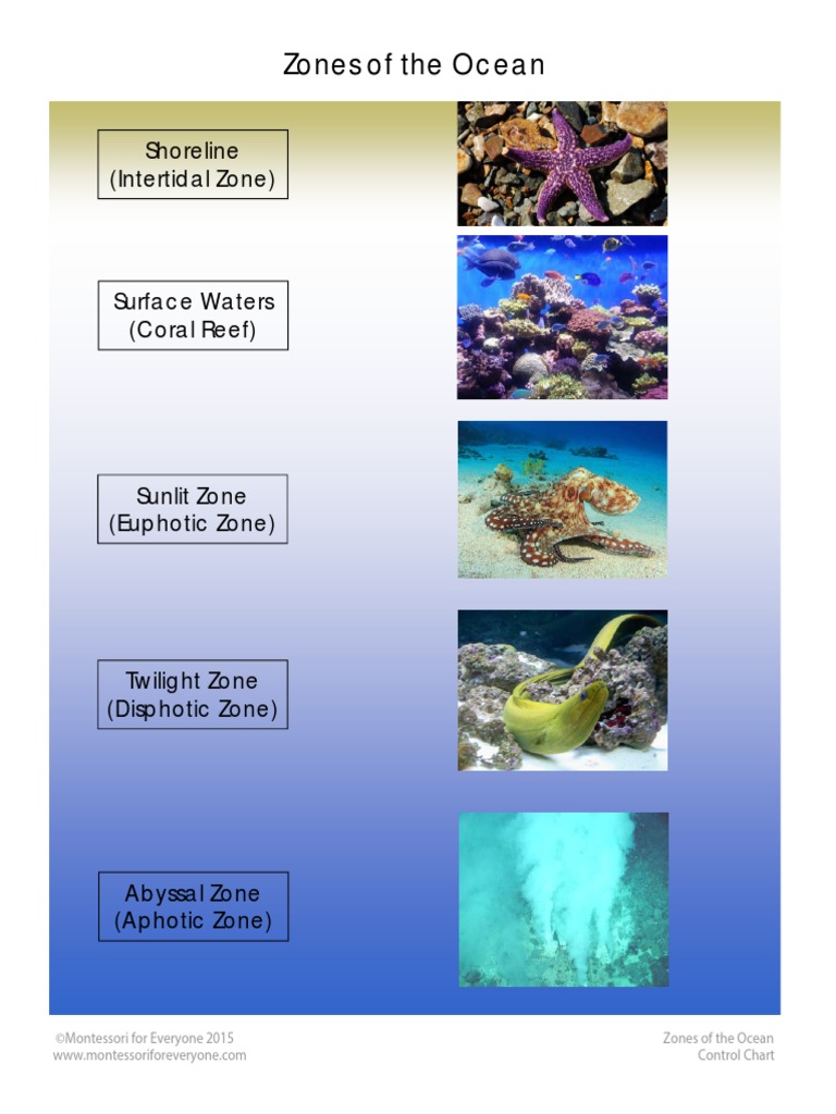 Zones of The Ocean PDF | PDF | Oceans | Aquatic Ecology
