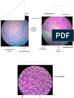 Muestras histologicas-FINAL PDF