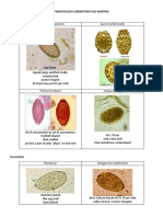 Parasitology Laboratory Egg Hunting