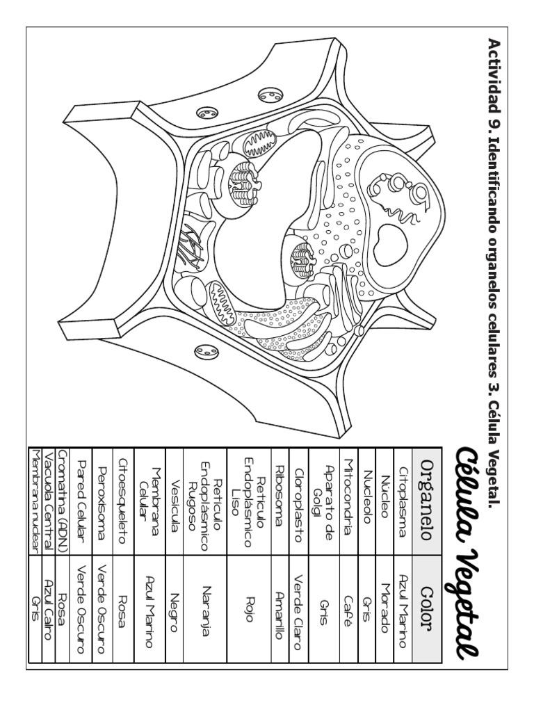 Célula Vegetal Colorear Anatomía Celular Biología