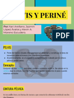 Pelvis y Periné