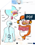 Digestive System Worksheets