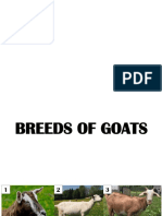 Breeds of Goats