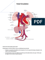 Fetal Circulation