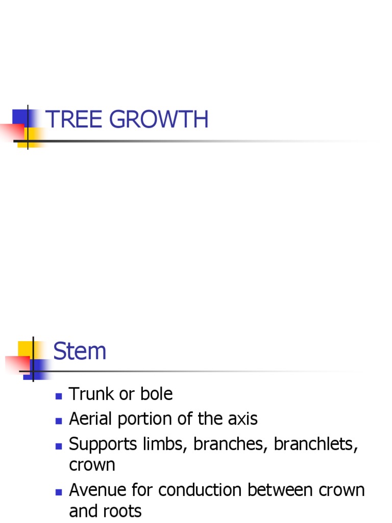 Understanding Tree Growth and Tissues | PDF