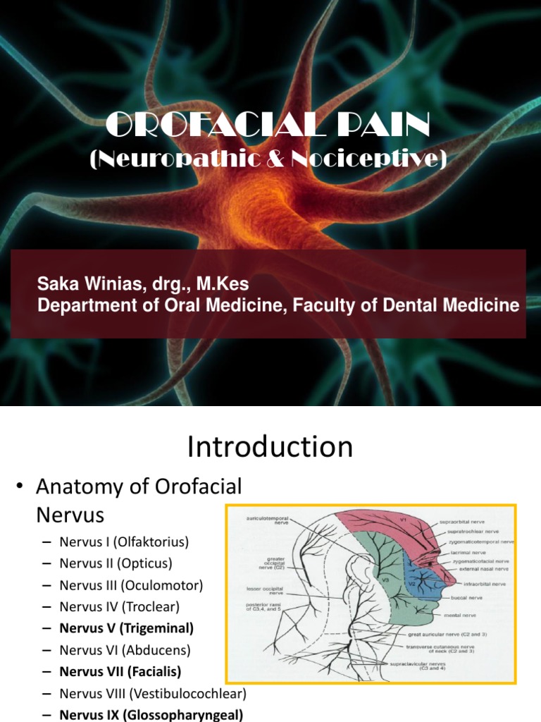 Orofacial Pain | PDF | Nervous System | Neuron