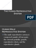 Male Reproductive