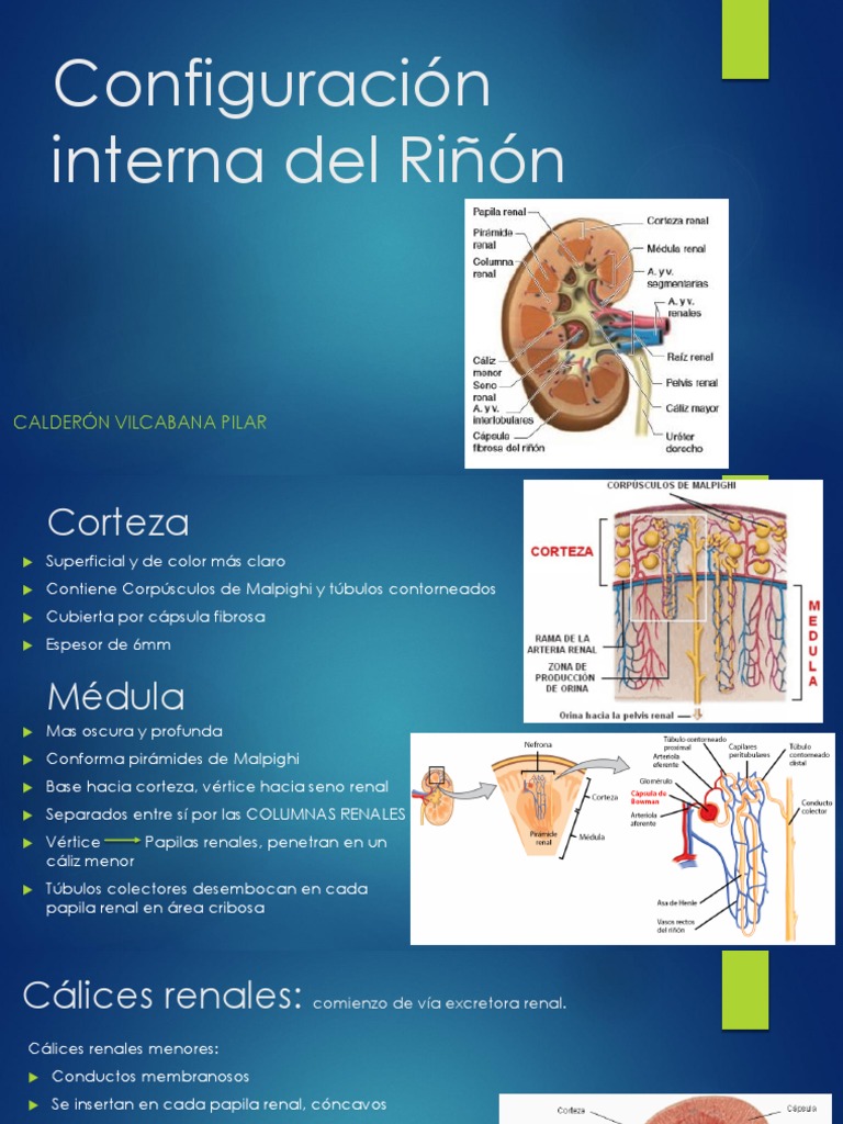 Configuración Interna del Riñón | PDF
