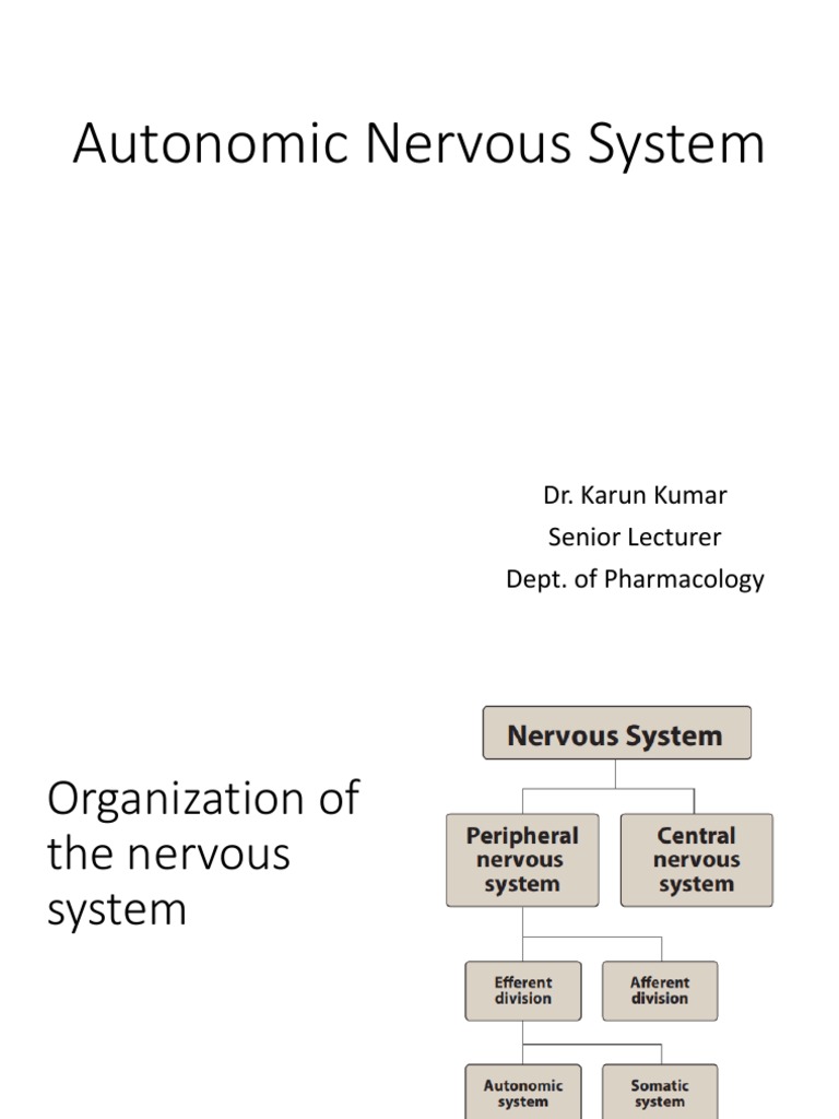 Autonomic Nervous System Pharmacology | PDF | Neuron | Neurotransmitter