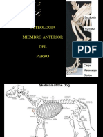 Osteologia Miembro Ant. Perro 1