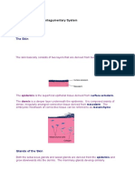"The Basics" - Origins of The Integumentary System