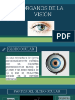 Órganos de La Visión