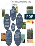 Manejo fitosanitario cultivo quinua