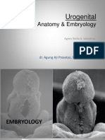 Urogenital Embryology & Anatomy