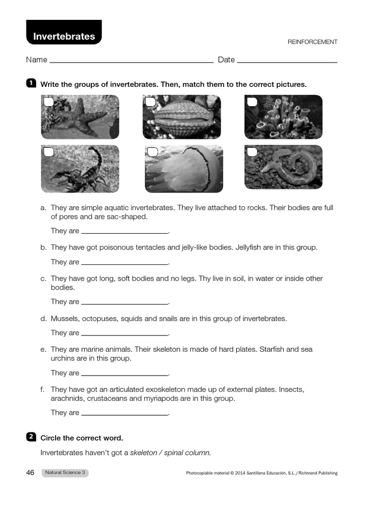 4 primaria natural science INVERTEBRATES think do learn.pdf
