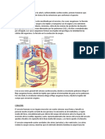 Conceptos Generales Para Entender La Salud Cardiovascular