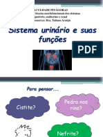 1.1 - Sistema Urinário e Suas Funções