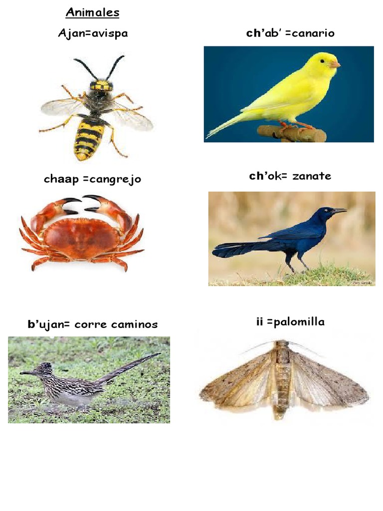 Akateko 1 | PDF