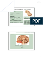 Anatomia Macroscopica Do Tronco Encefalico
